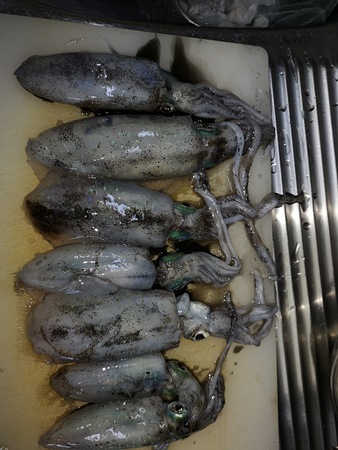 夜3時間の釣果