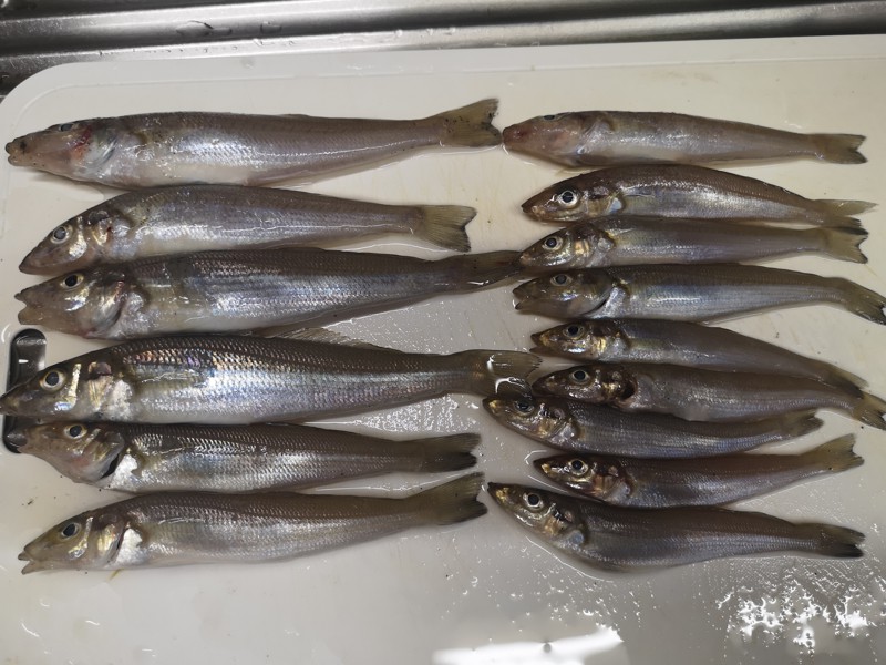 暑かったけどよく釣れた
