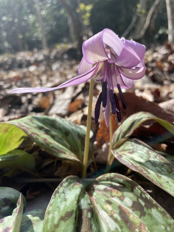 春日井三山のカタクリ