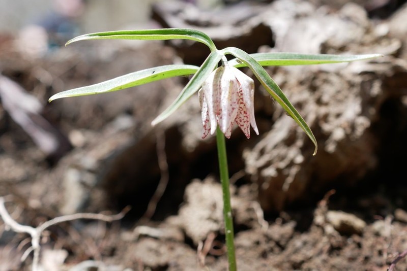 鈴鹿のミノコバイモ